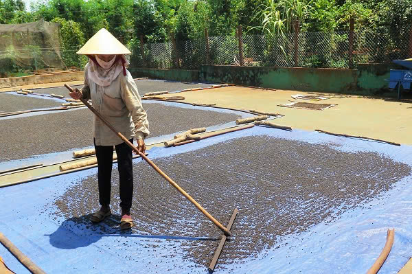 Bạt phơi tiêu